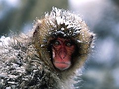 It's a Little Chilly Out Here, Japanese Snow Monkey